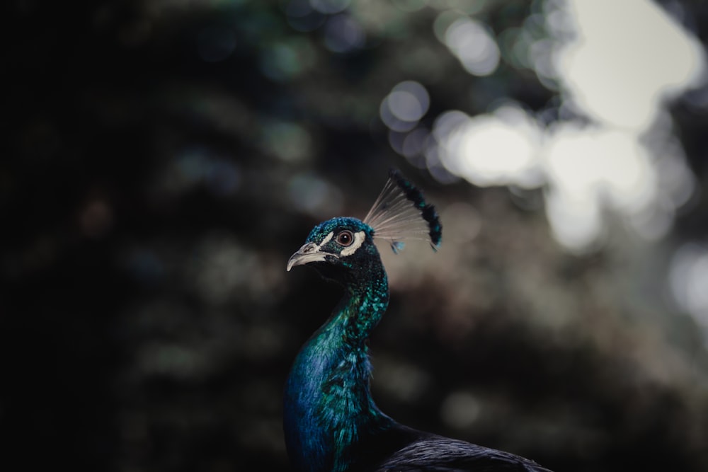 bokeh photogrpahy of peacock