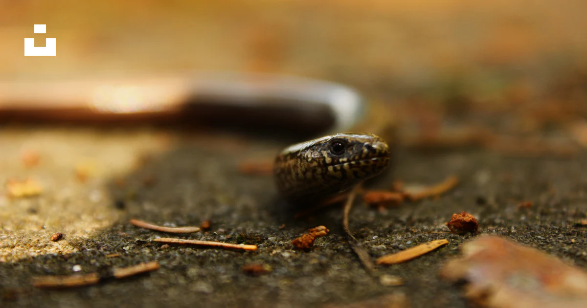 Selective focus photography of snake on pavement photo – Free Animal ...