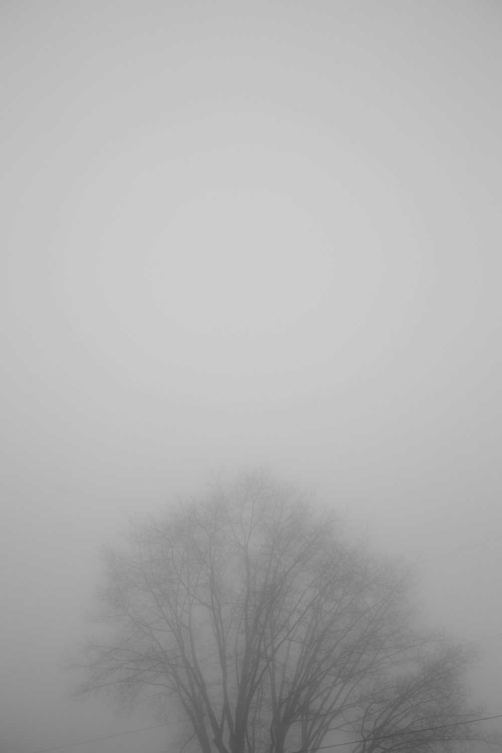 foggy bare tree