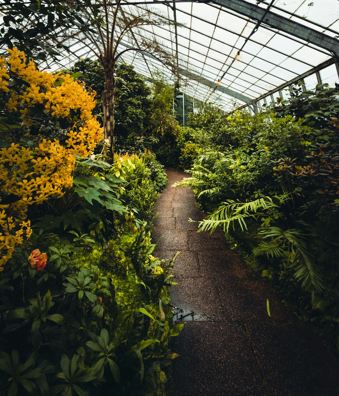 walkway with plants on the side inside greenhouse