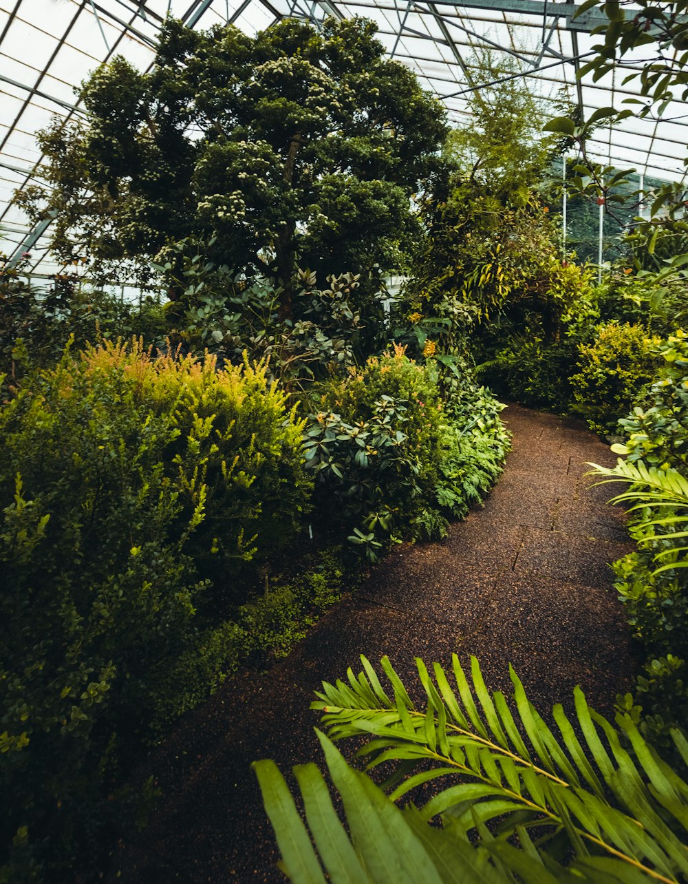 緑の葉の植物と茶色の小道