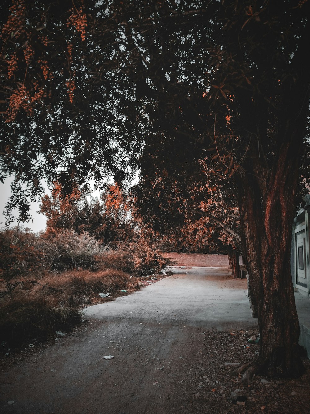 road surrounded with green trees near house