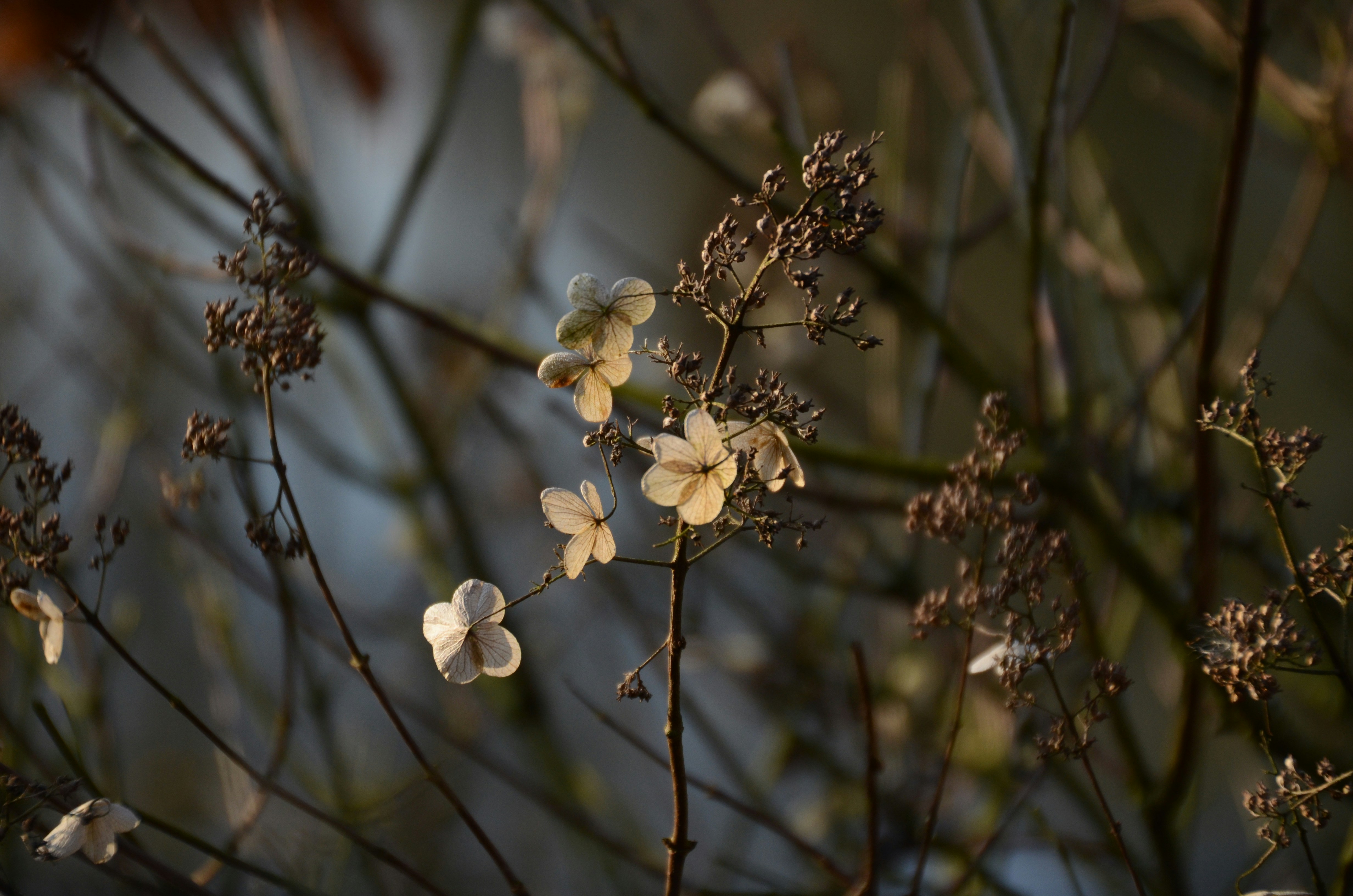 Photo by descampscha