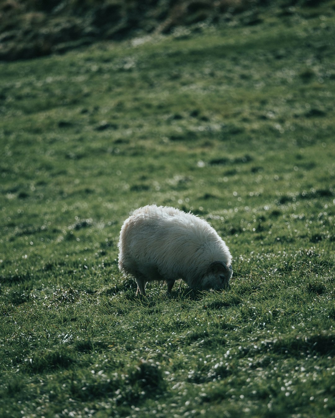 white sheep