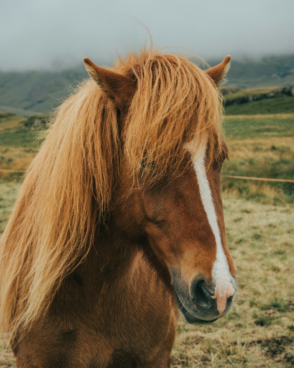 brown and white horse