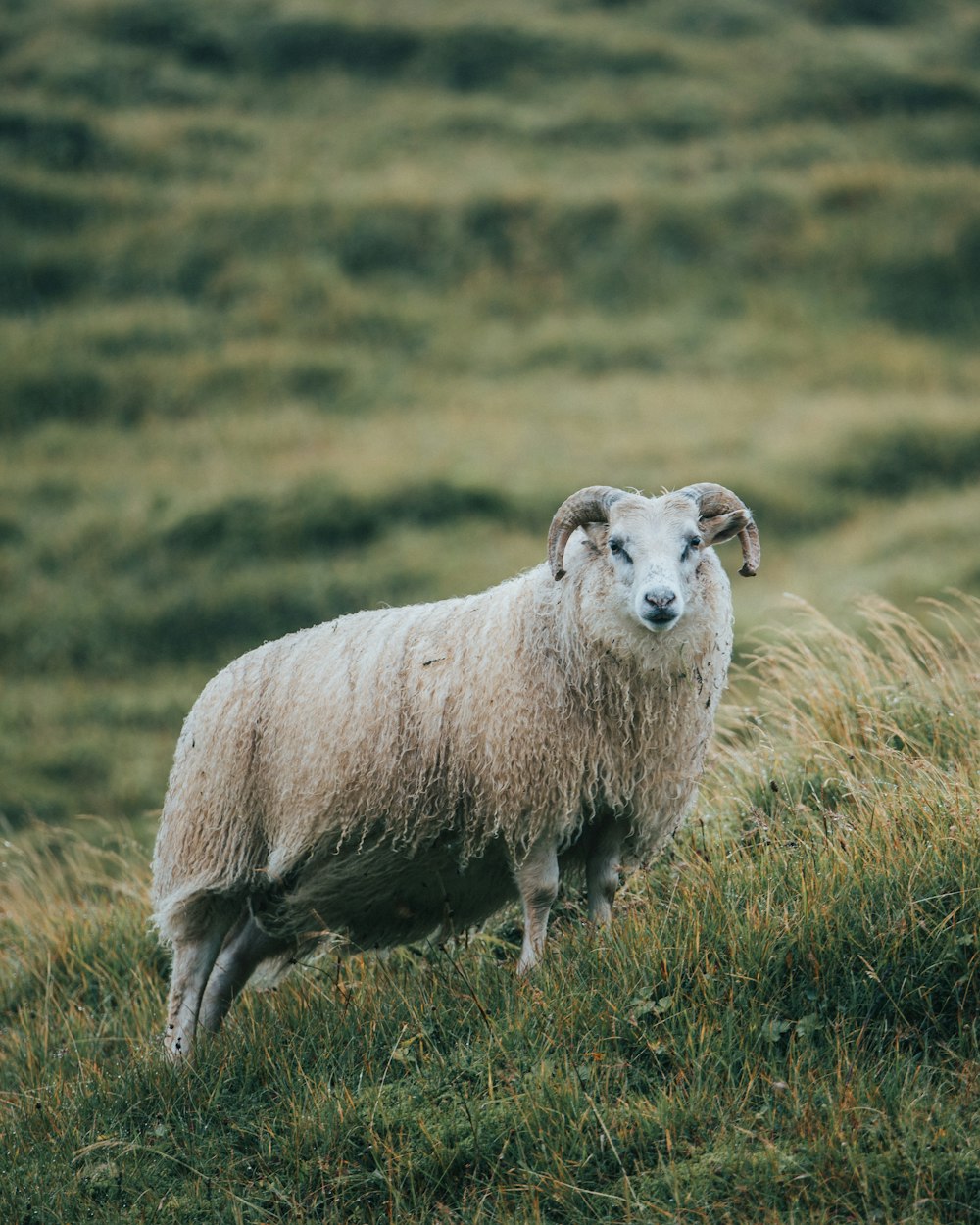 moutons blancs