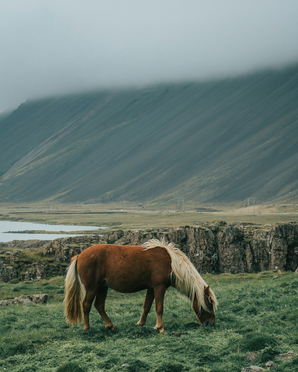 horse eating grass during day