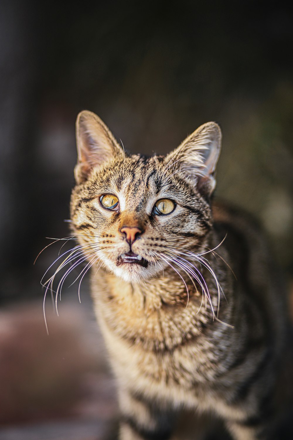 gato atigrado marrón