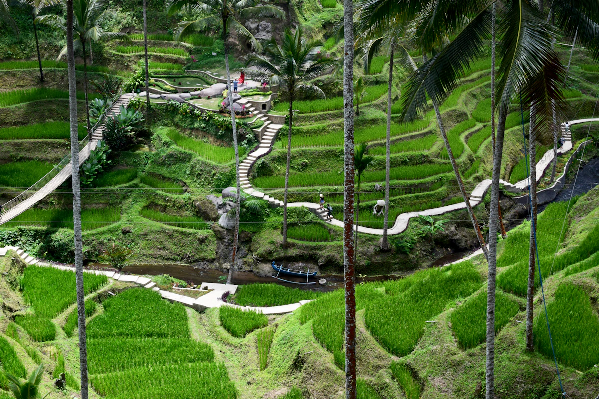 Scenic highlights of Gorge Descent & 12km Ayung River Whitewater Rafting in Sayan / Ubud