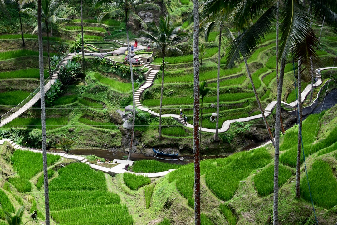 Forest photo spot Ubud Danau Tamblingan