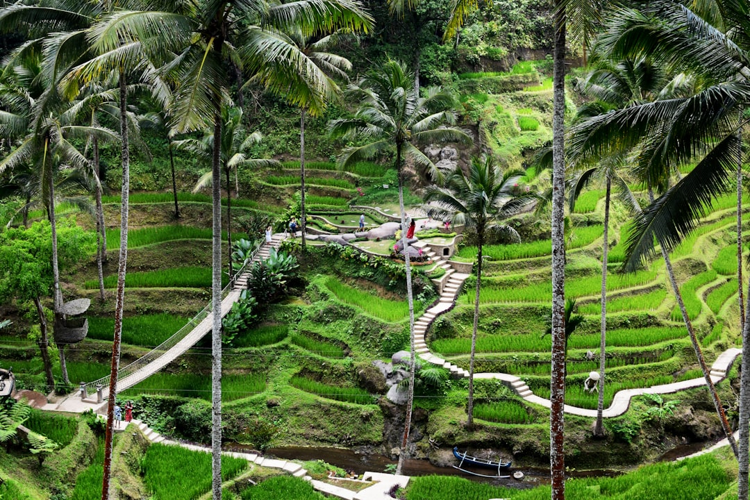 Forest photo spot Ubud Danau Tamblingan