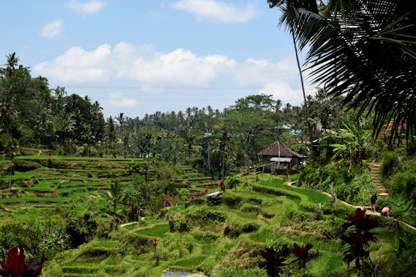 A picturesque landscape of terraced rice fields set in a tropical environment, with vibrant greenery and scattered palm trees. Traditional thatched huts are visible amidst the lush scenery, under a bright blue sky dotted with fluffy white clouds.