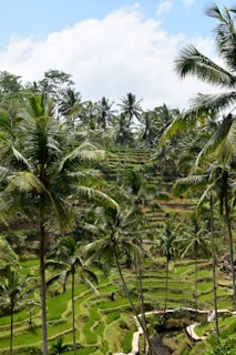 Scenic landscape of Bali's rice terraces under a bright blue sky