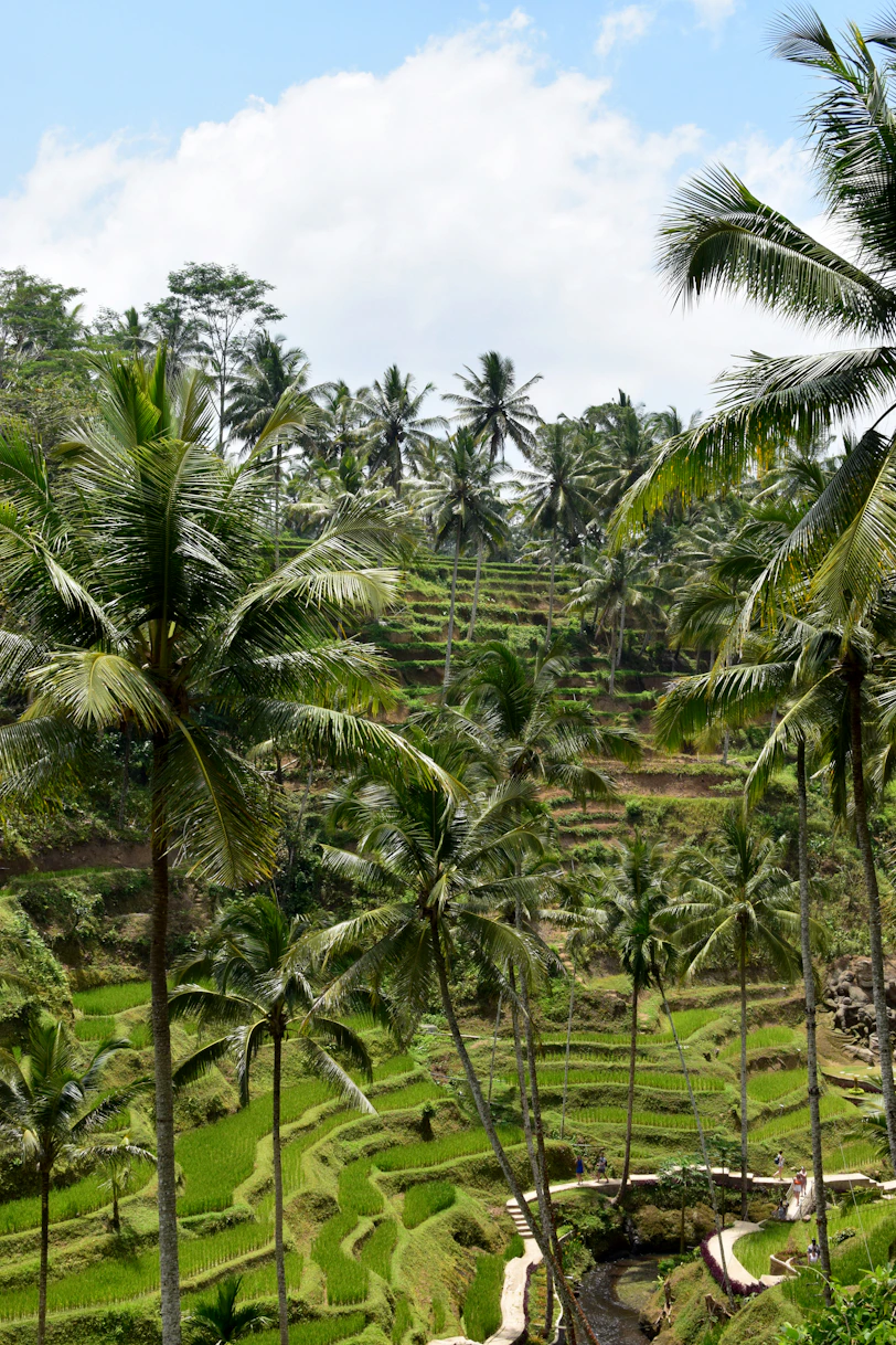 A vibrant photo of the lush Tegalalang rice terraces under a clear blue sky.