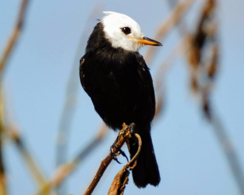 white and black bird