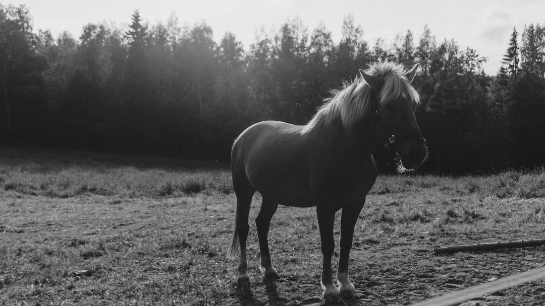 grayscale photography of horse standing on grass