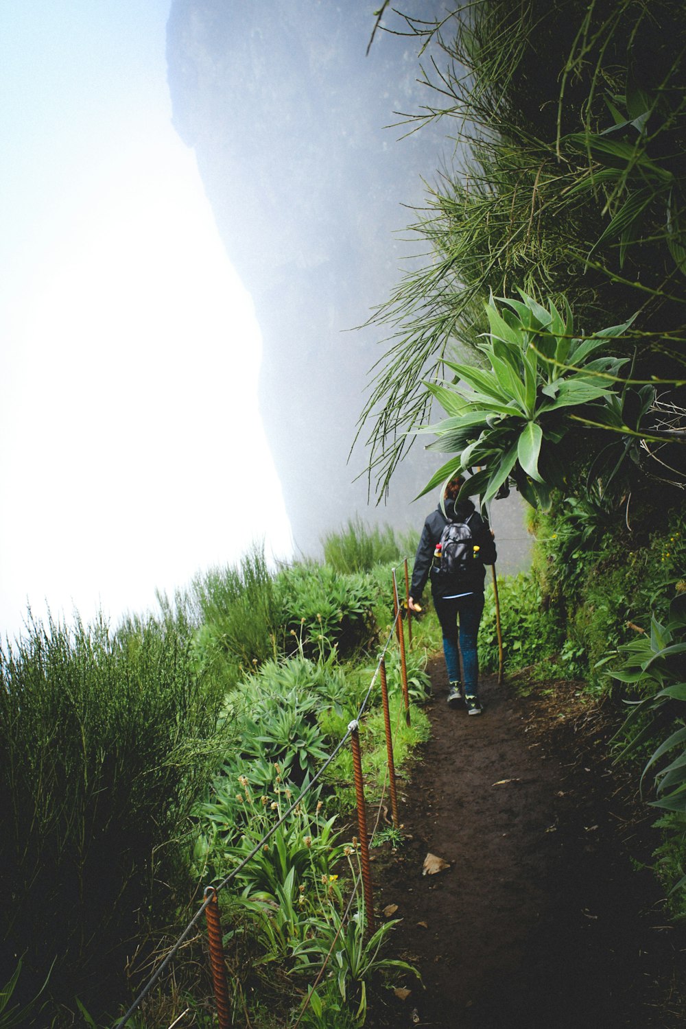 person walking between green plants