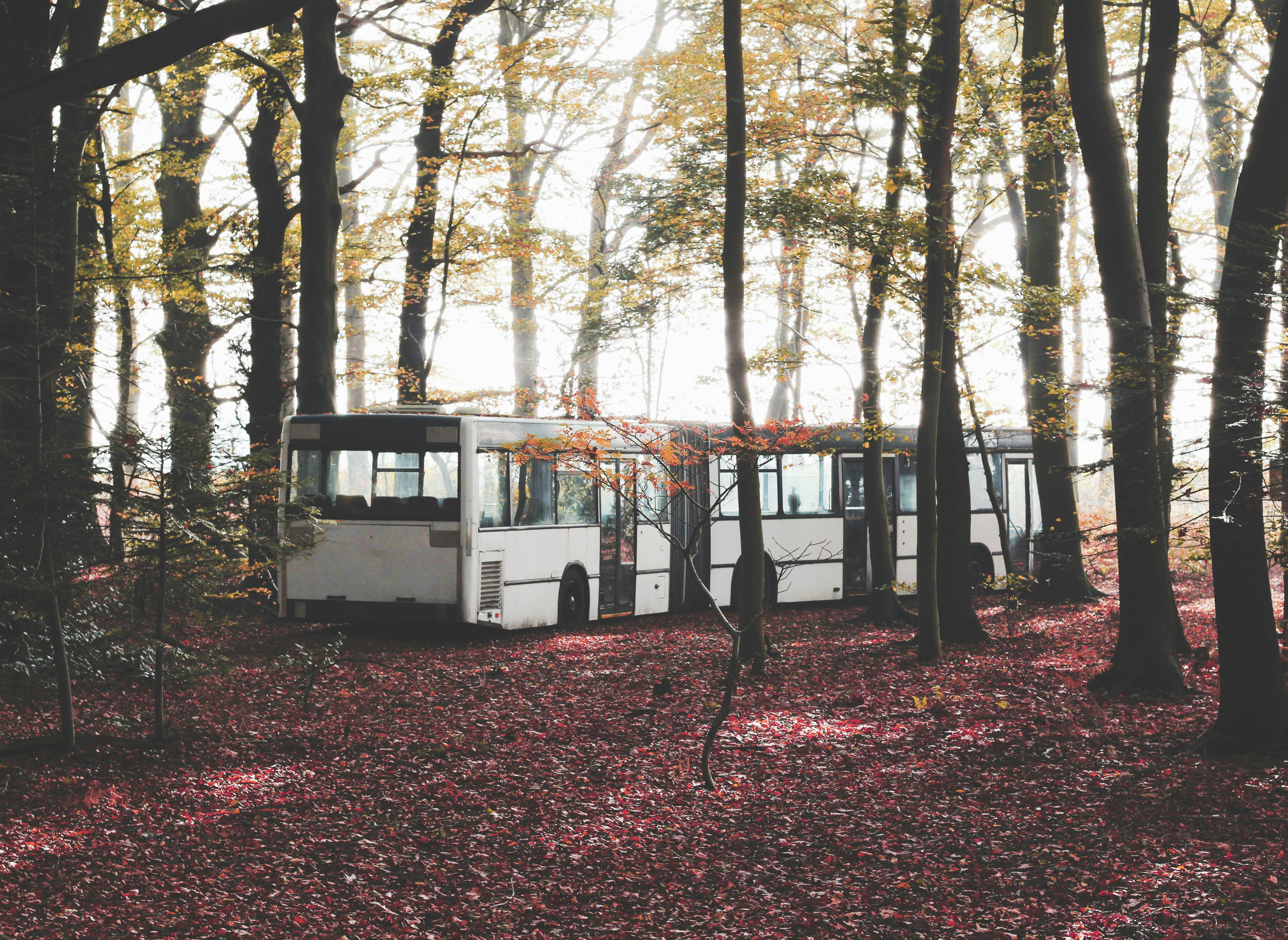 Camping Boschheide