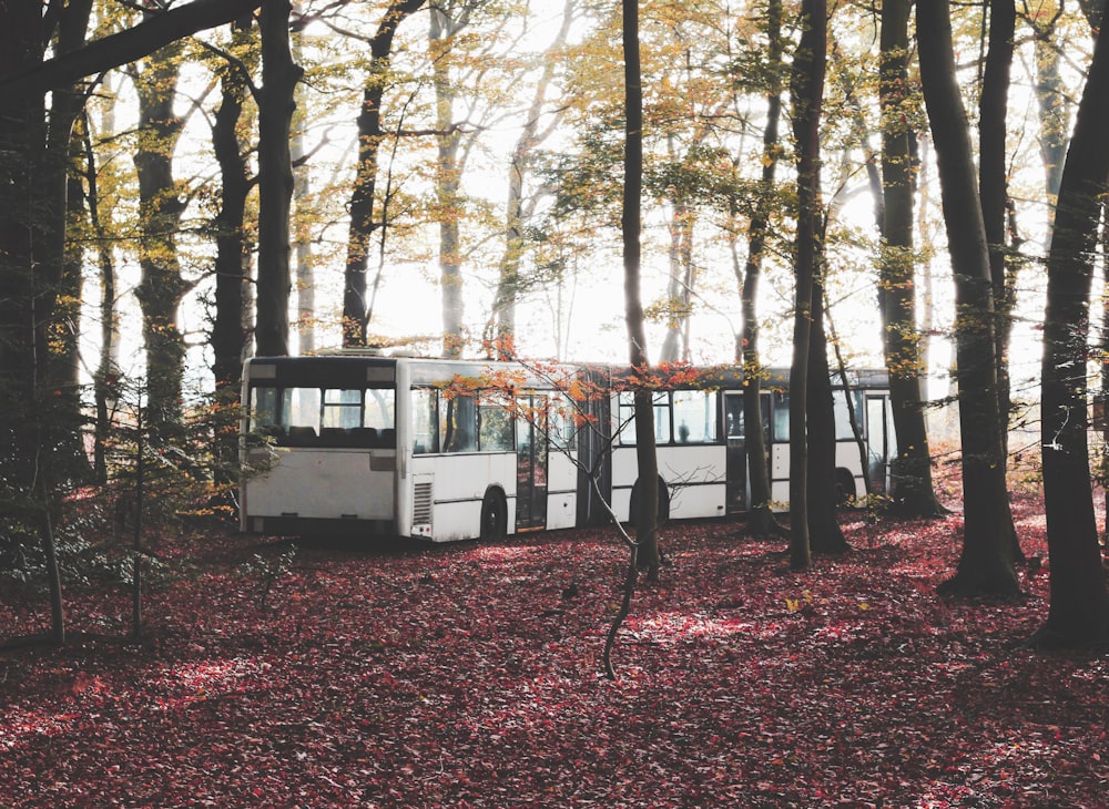 white and black bus on the forest photograph