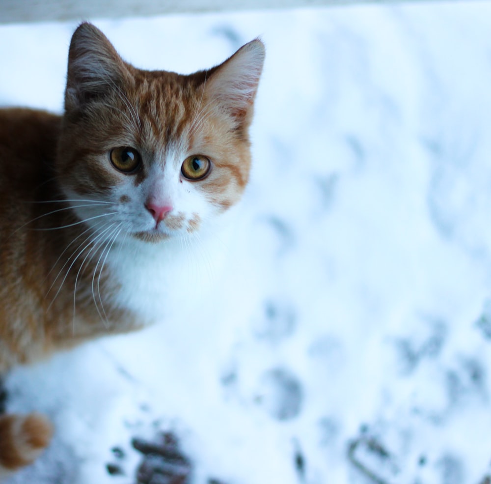 orange and white tabby cat on snow covered ground