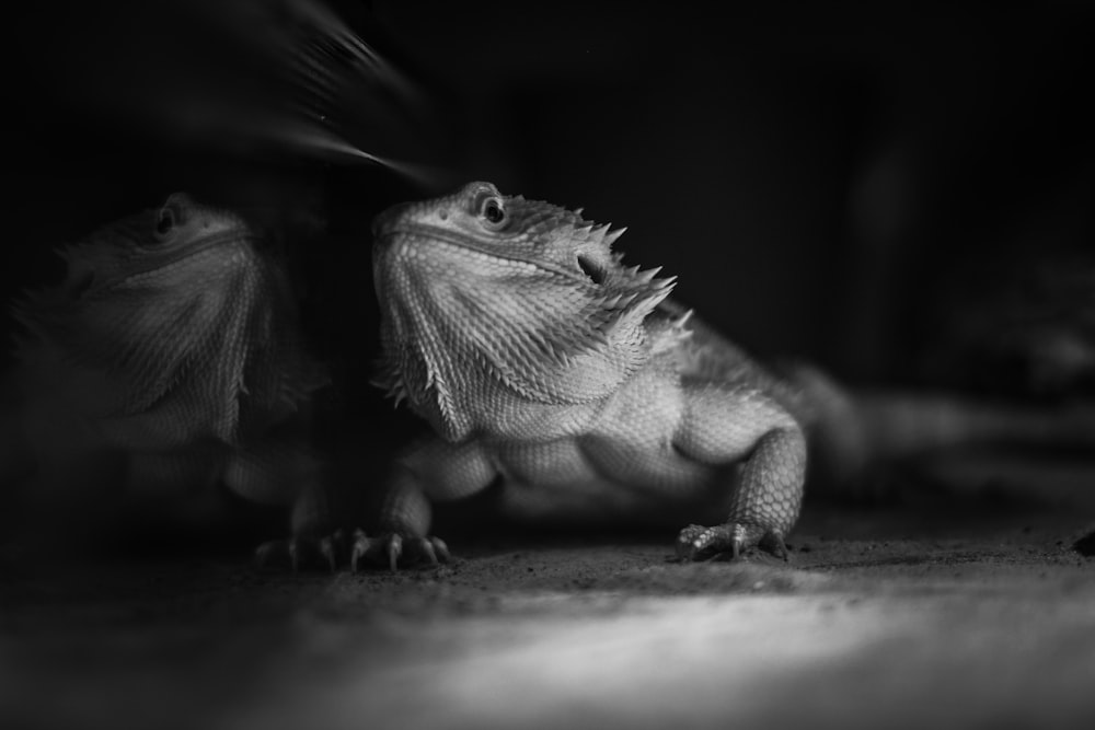 grayscale photo of bearded dragon
