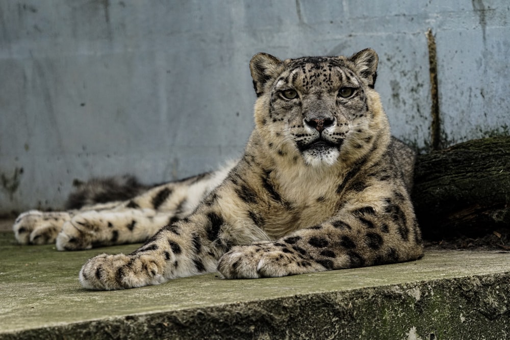 leopard photograph