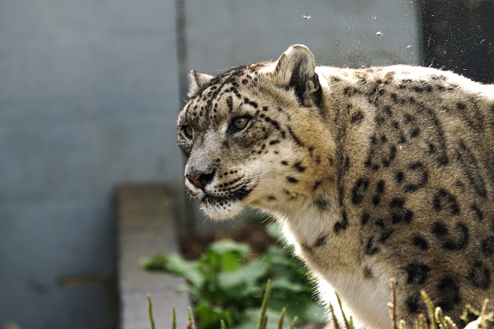 shallow focus photo of leopard