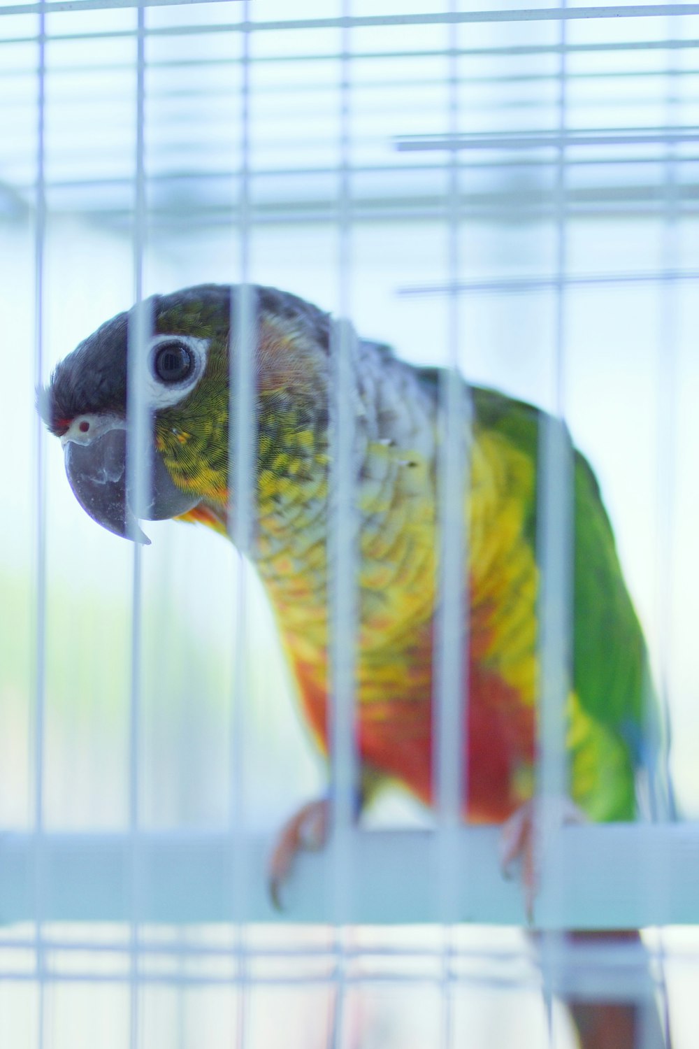 macaw in the cage photograph