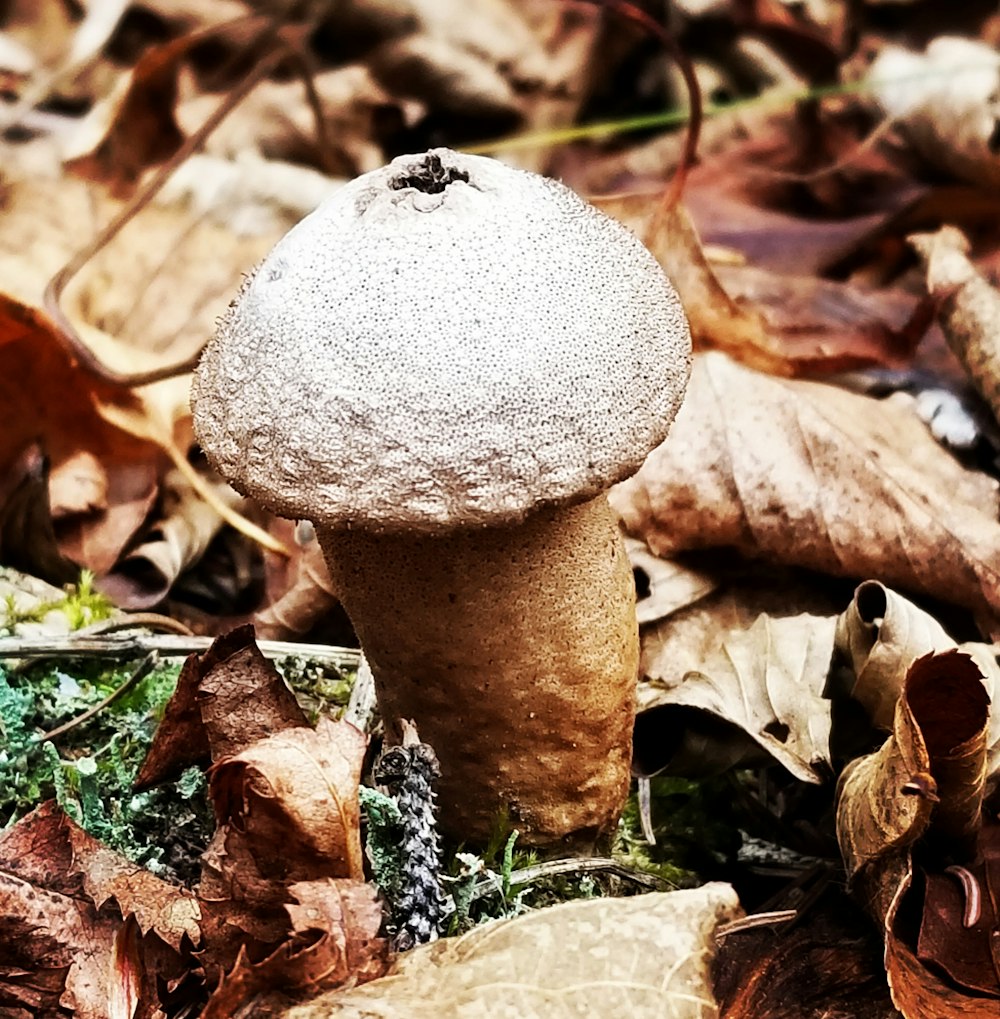 brown mushroom by leaves during daytime