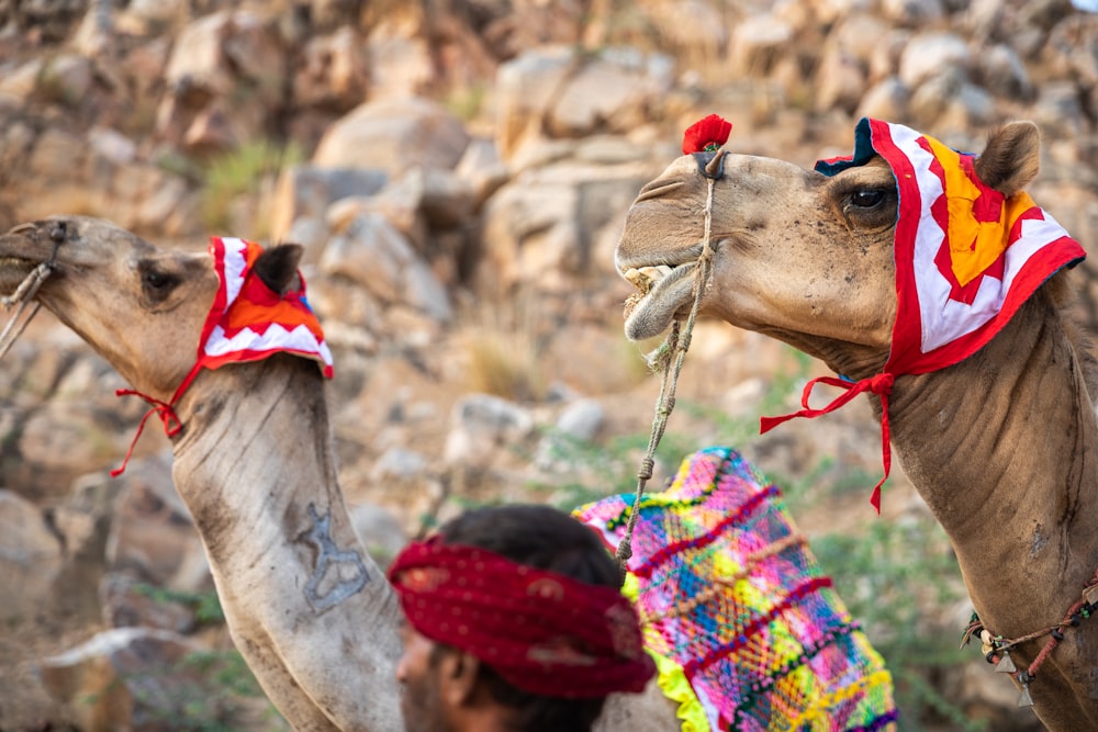 two camels near rocks