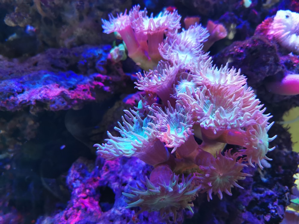 white anemones in water