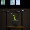 peace lily in pot on chair
