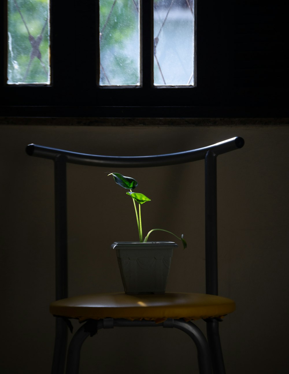 peace lily in pot on chair