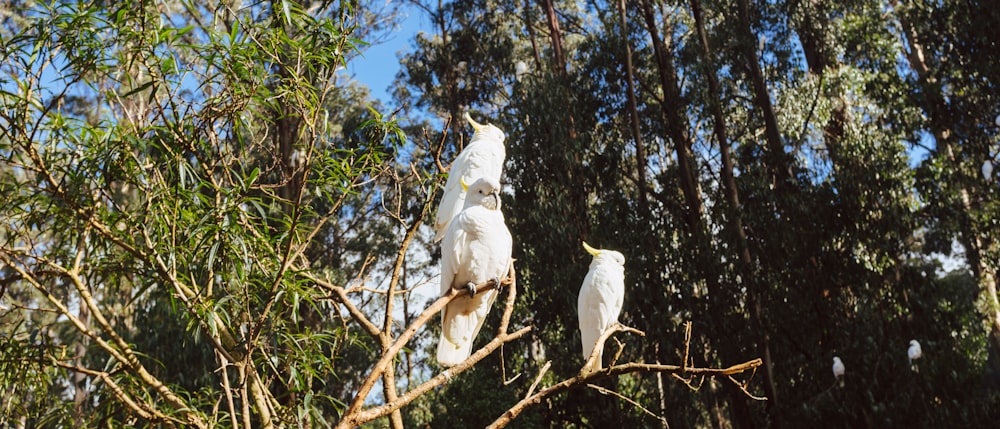 white cockatiels on tree