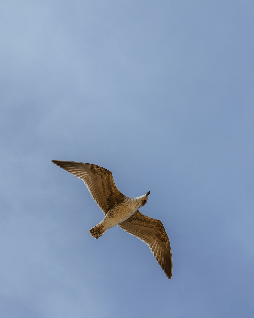 brown bird in flight under blue sky