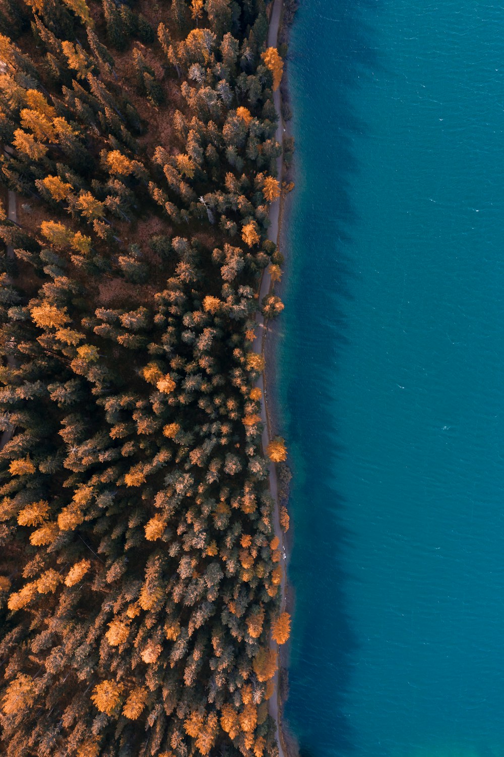 brown trees