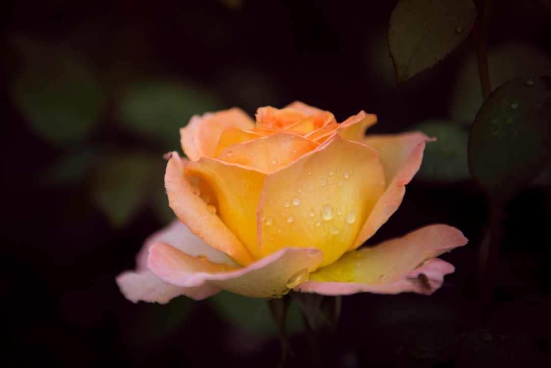 yellow roe flower