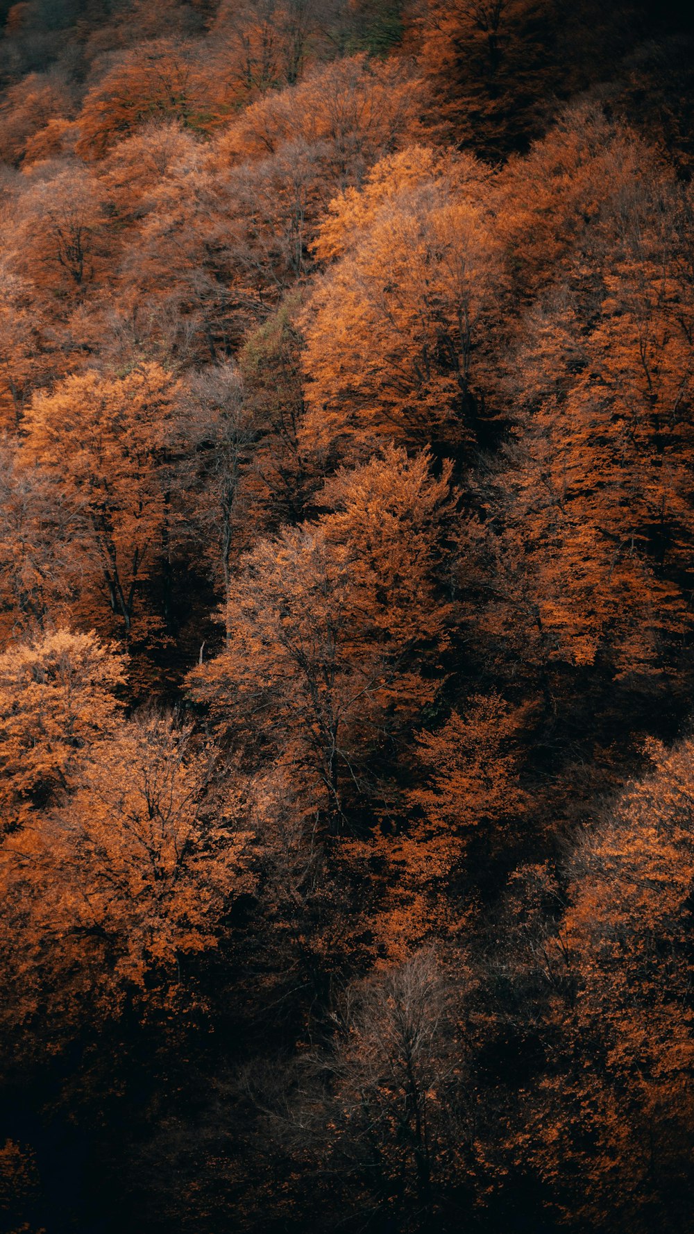 aerial photo of brown trees