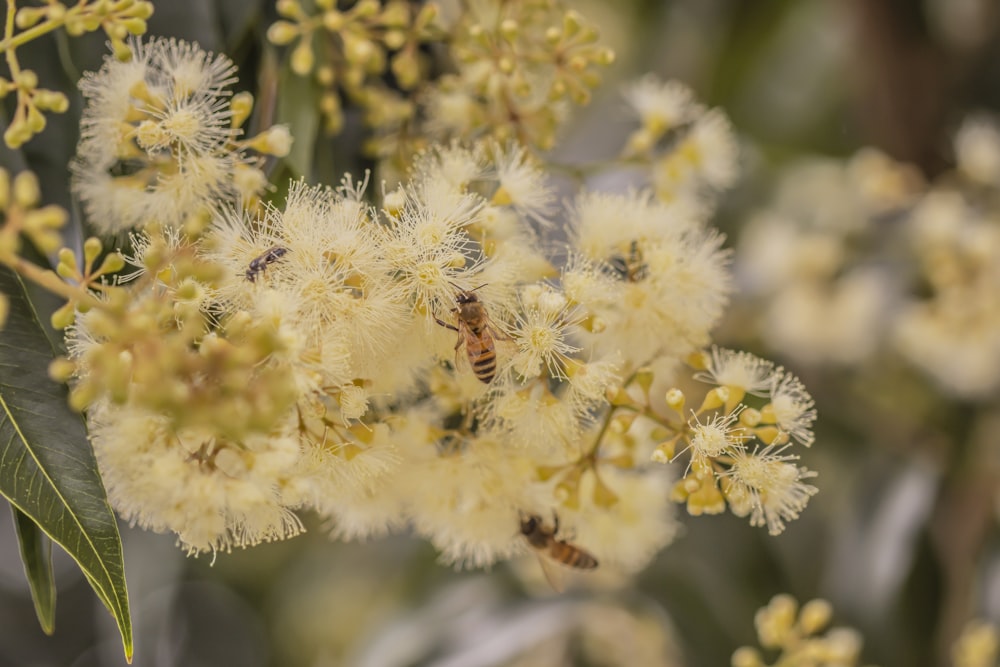 selective focus photography of honeybee on flower petals during daytime