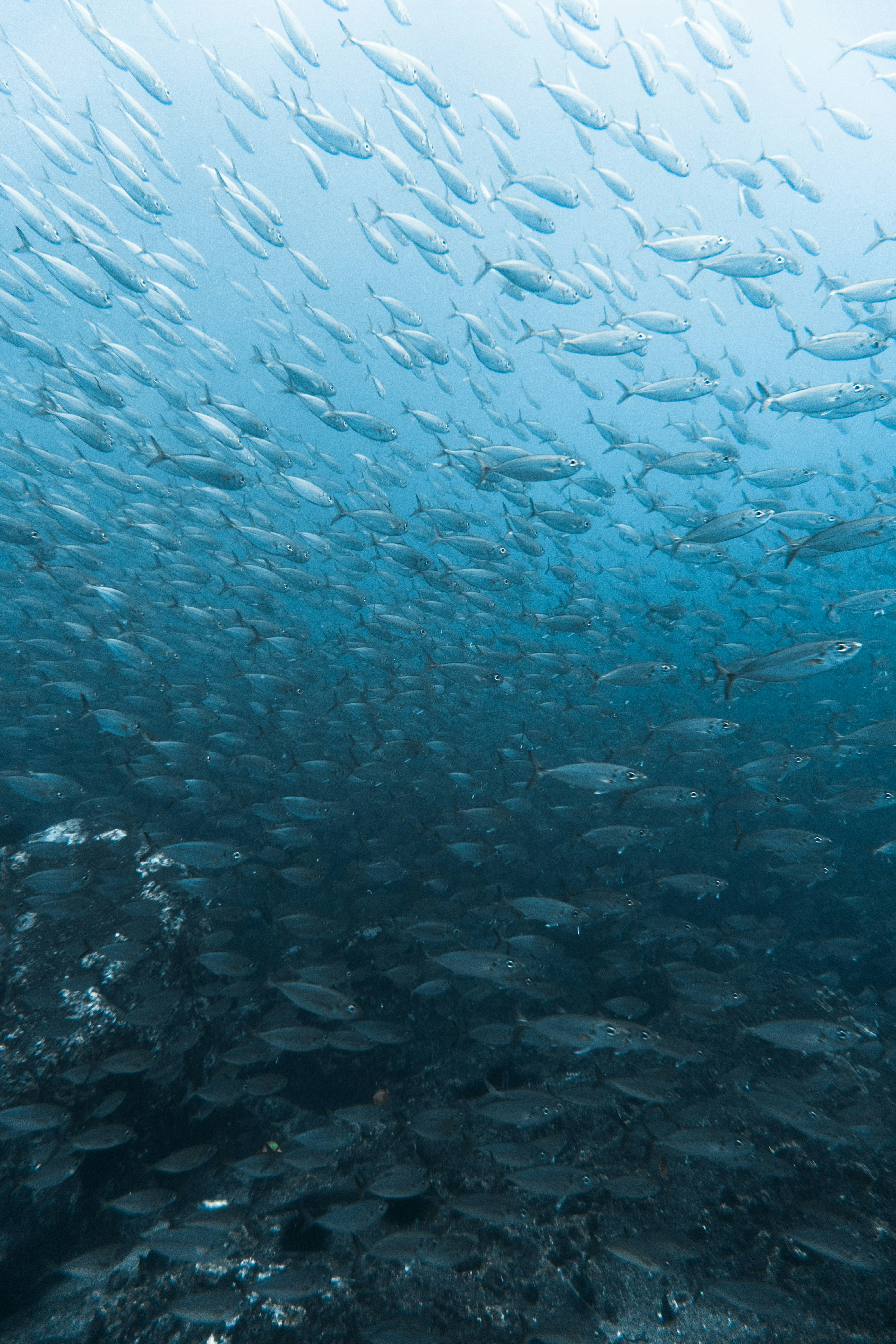 school of fish photograph
