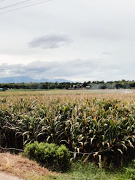 corn field during day