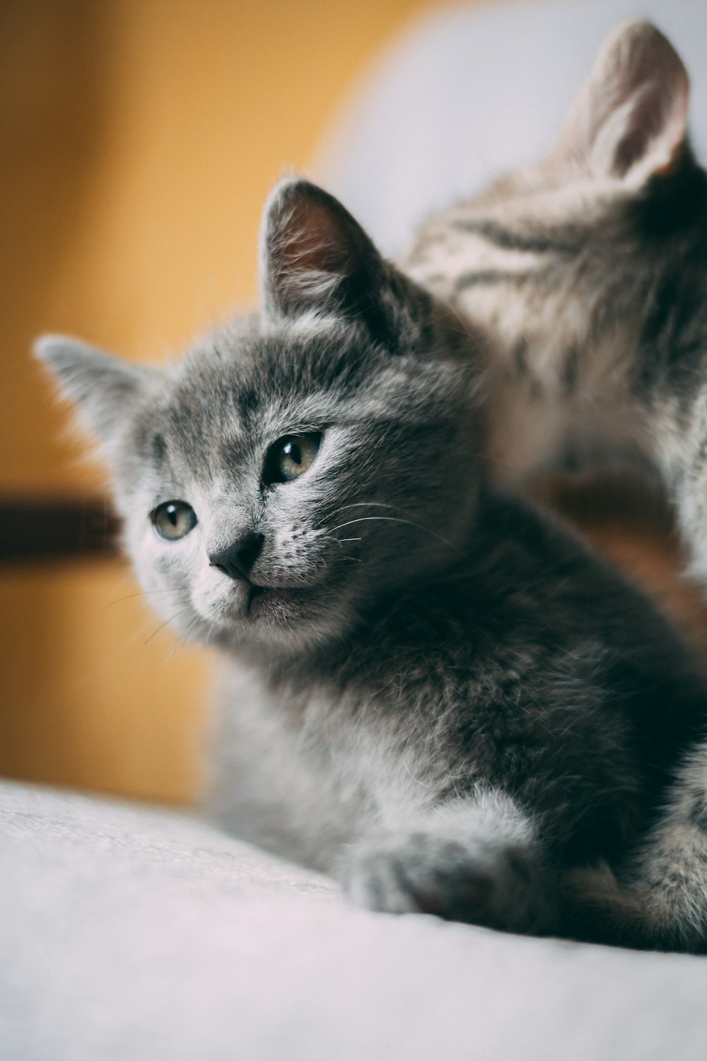 灰色のぶちの子猫