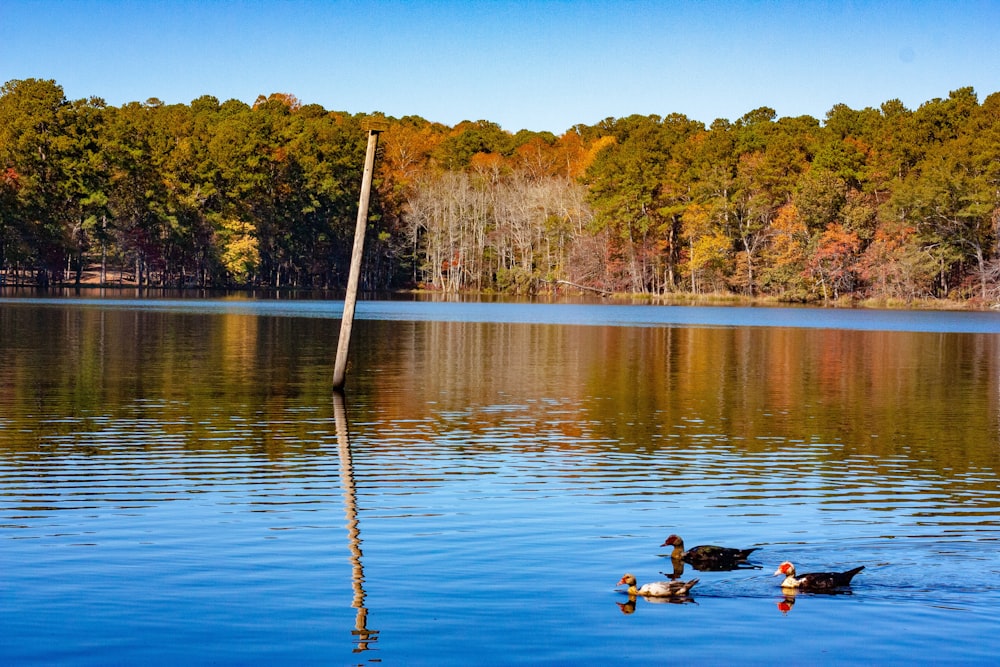 Patos flotando en el cuerpo de agua cerca de postes y árboles