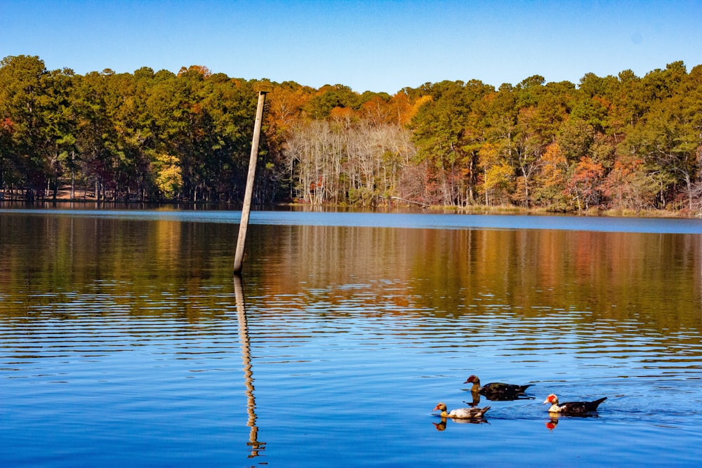 ducks floating on body of water near post and trees