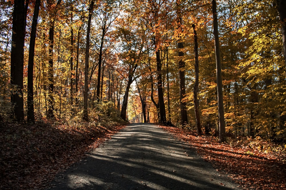 view photography of road between trees