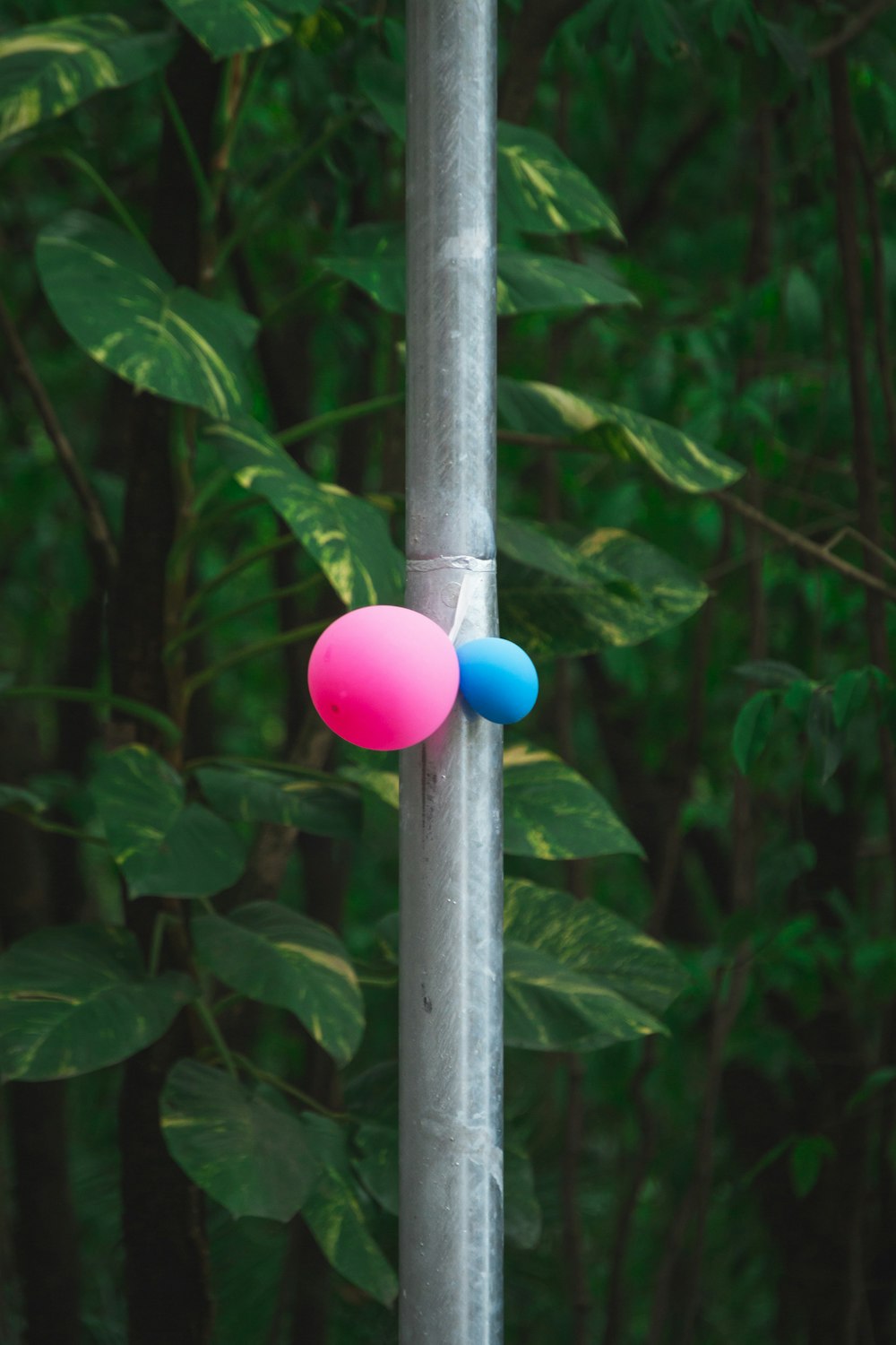 pink and blue balloons