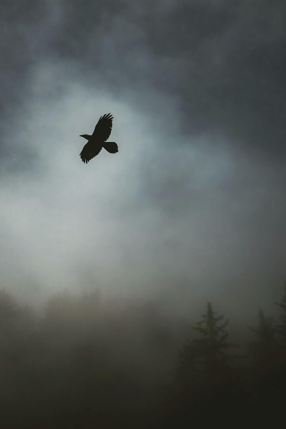 空を飛ぶ鳥のグレースケール写真