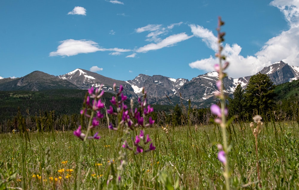 白と青の空の下で山を眺める緑の野原に紫色のネオティネア・ウストゥラータ蘭の花
