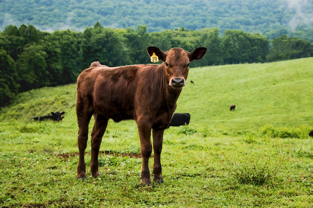 brown cattle on green field
