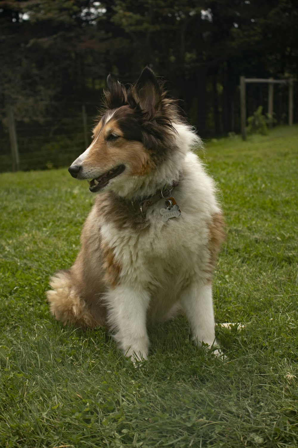 long-coated white and brown dog sitting on green grass during daytime